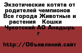  Экзотические котята от родителей чемпионов - Все города Животные и растения » Кошки   . Чукотский АО,Анадырь г.
